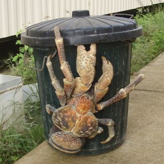 webassets/GiantEnemyCrab.jpg